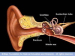 Middle ear infection ottis media diagram